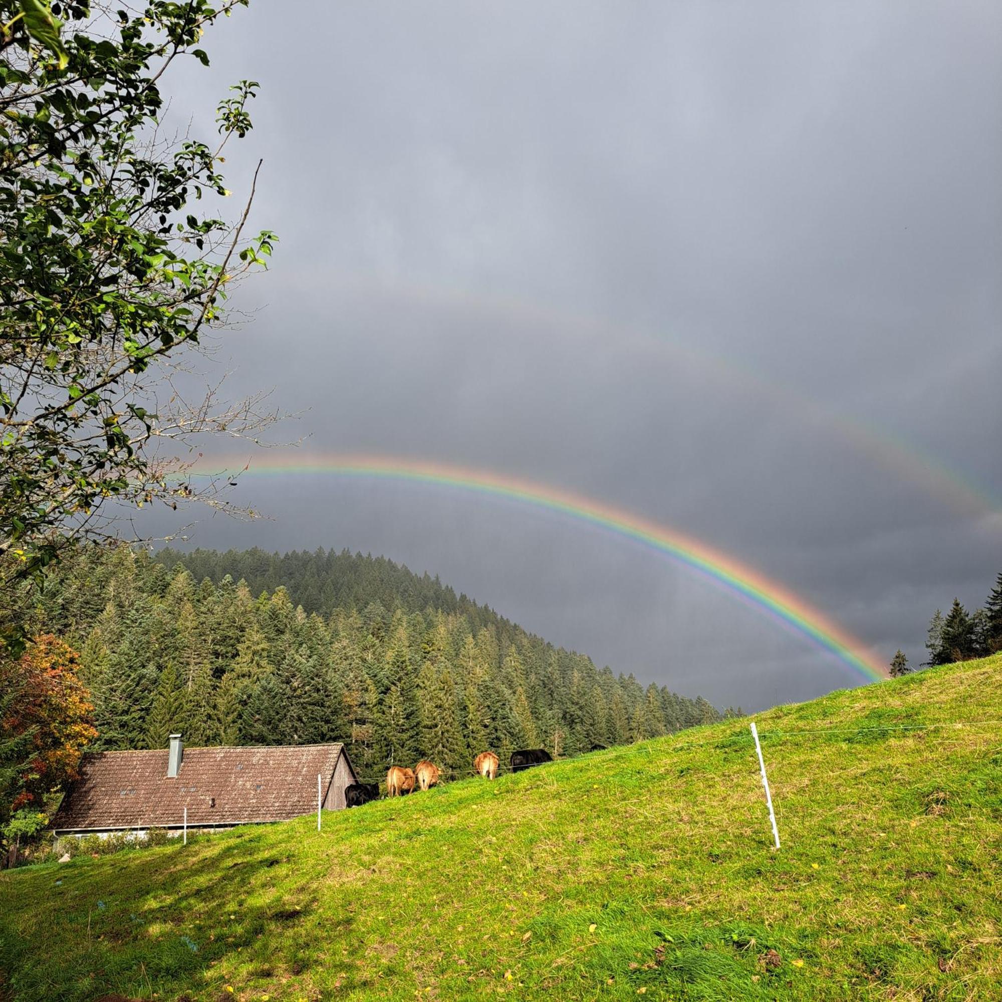 Ferienhaus Schwarzwald Seewald Erzgrube Badesee 100% Natur Luaran gambar