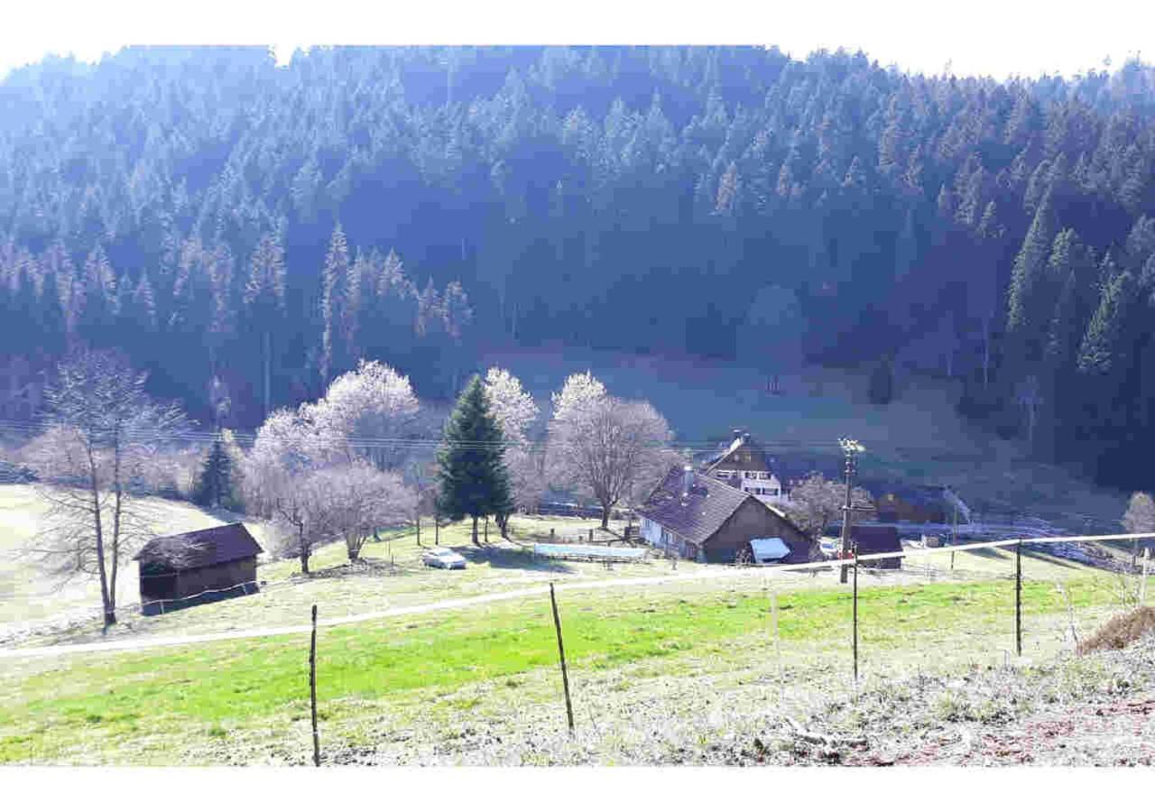 Ferienhaus Schwarzwald Seewald Erzgrube Badesee 100% Natur Luaran gambar